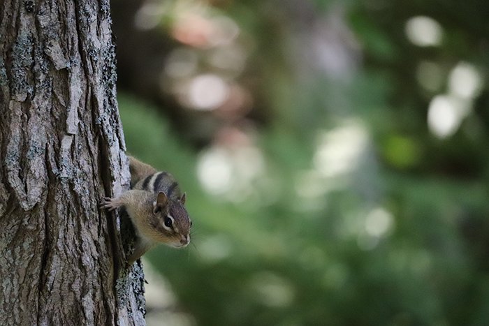 A chipmunk on a tree looking down.