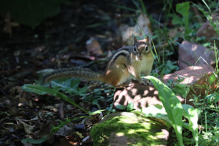 Stripe, the chipmunk, looking straight at the photographer.