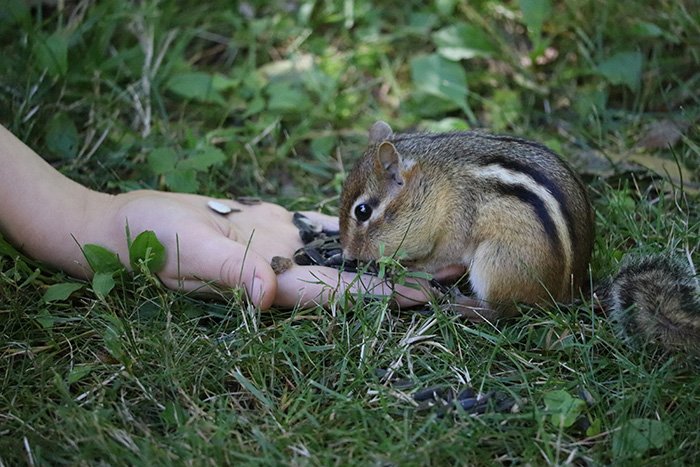 Hand-feeding a chipmunk.