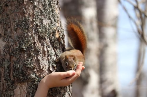 Hand-feeding a squirrel.