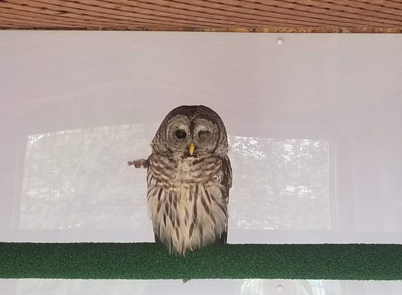 One-eyed owl at Hope for Wildlife