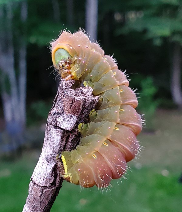 A Luna Moth caterpillar on a stick.