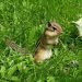 Chipmunk standing on hind legs in the grass