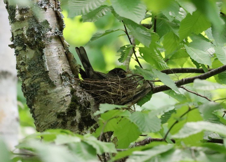 A robin sitting on a nest.
