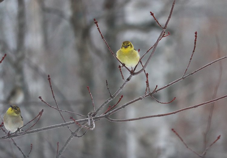 Yellow goldfinch facing photographer sitting on a tree branch
