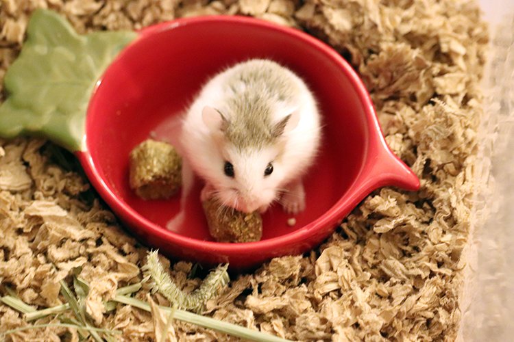 Roborovski dwarf hamster inside a red food dish eating a pellet