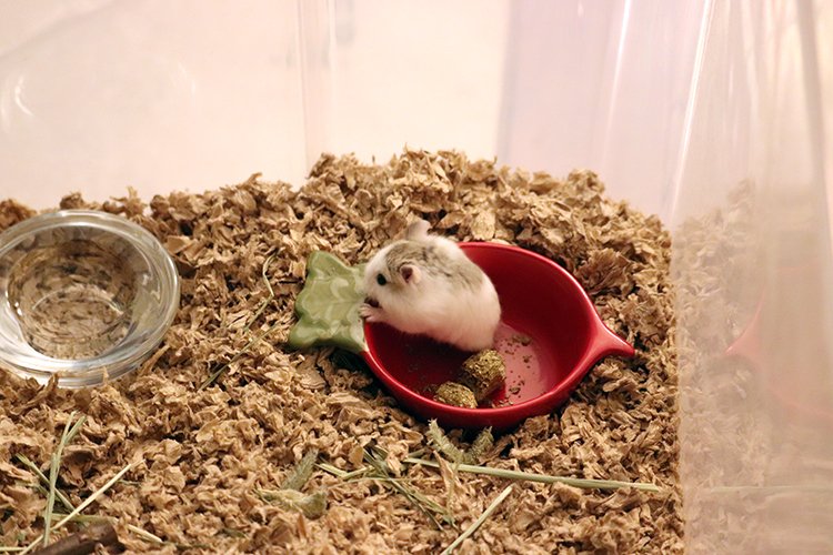 Roborovski dwarf hamster inside a DIY bin cage
