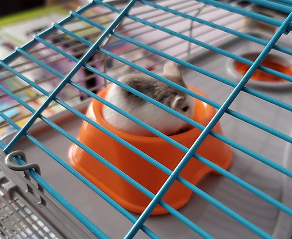 Roborovski dwarf hamster sittin in an orange food bowl inside a cage